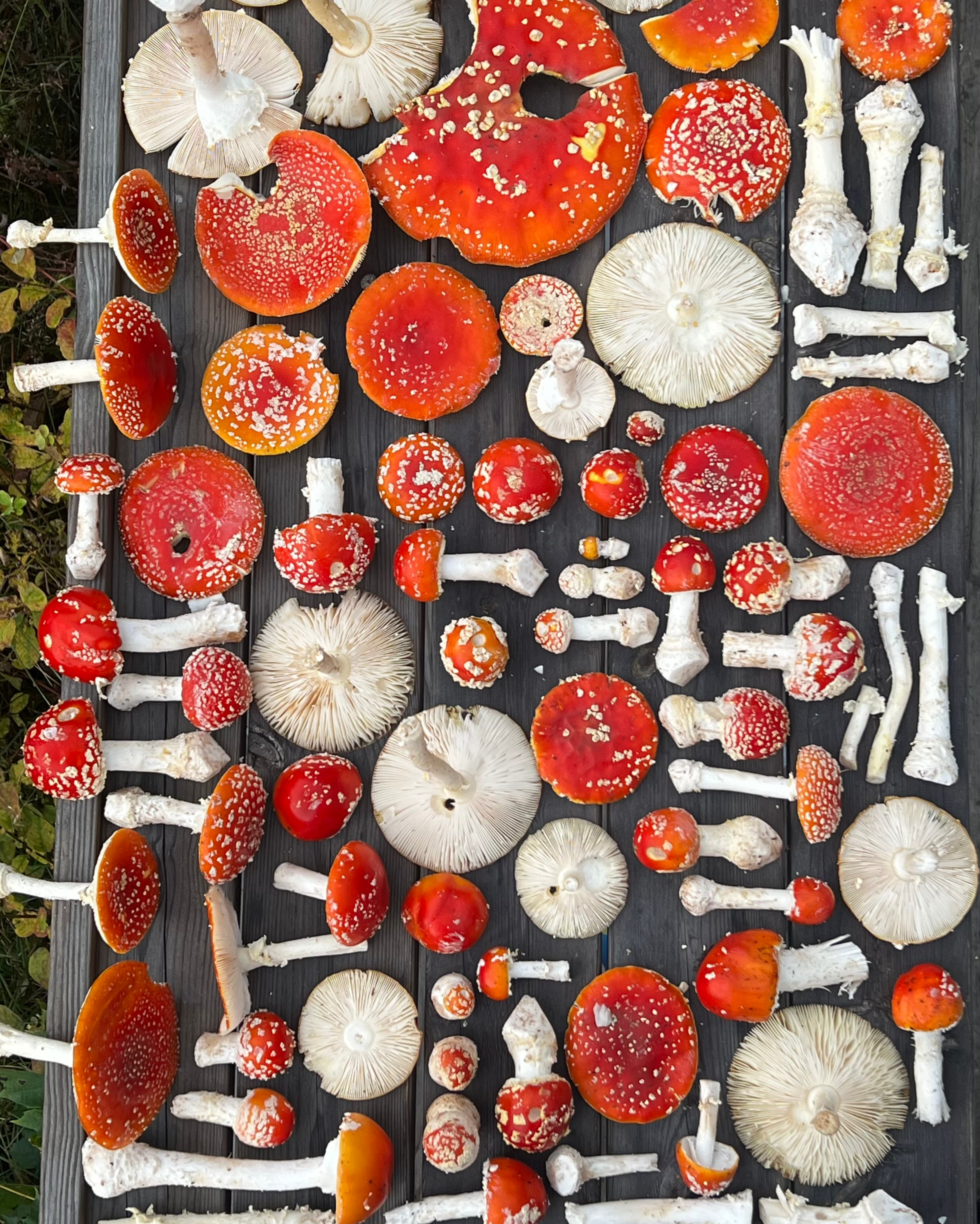Amanita muscaria