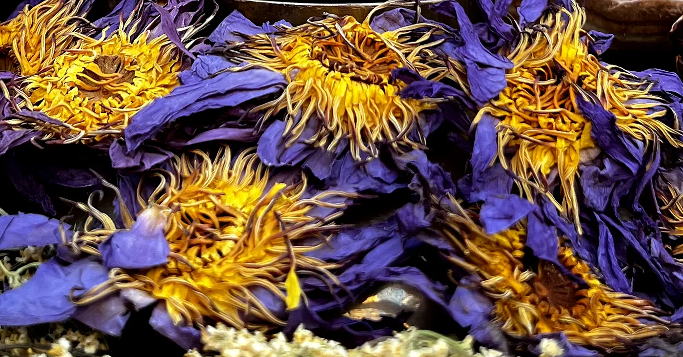 Blue Lotus