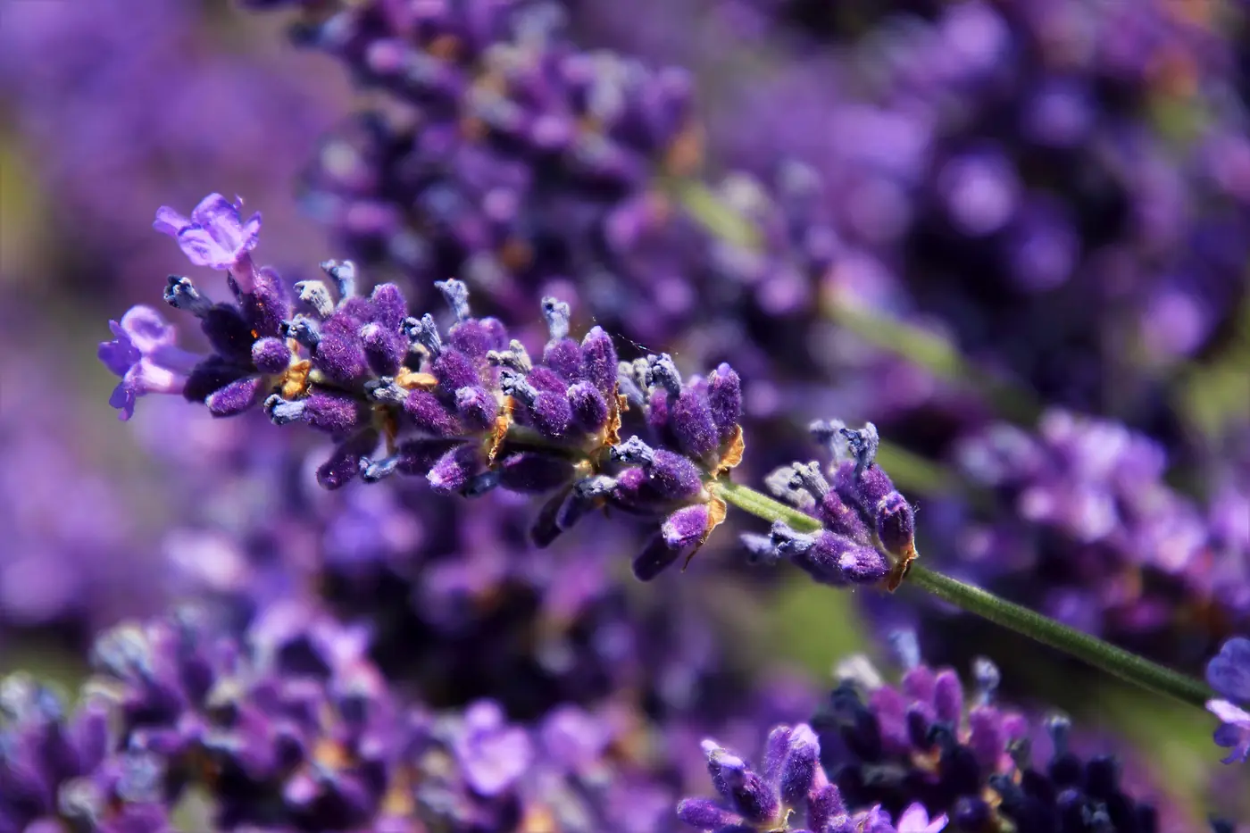 Sacred Lavendula